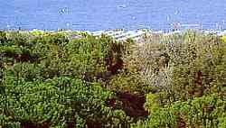 La pin&eacute;de et la plage &agrave; 50 m